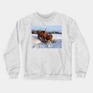 Scottish Highland Cattle Cow and Calves 1682 Crewneck Sweatshirt